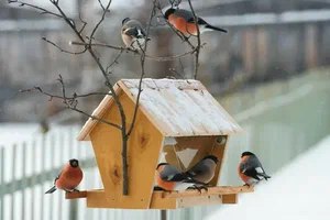 6 декабря. Покорми птиц зимой